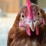 chicken poultry bird farm yard 5416900
